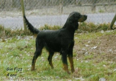 Pedigree EARLY GIN FIZZ DES RIEUX EN VALDAINE Pedigree EARLY GIN FIZZ DES RIEUX EN VALDAINE